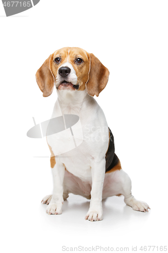 Image of beautiful beagle dog isolated on white