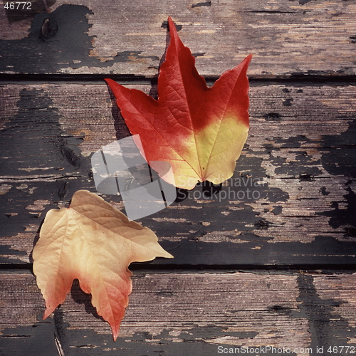 Image of Autumn Leaves