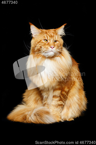 Image of Beautiful maine coon cat