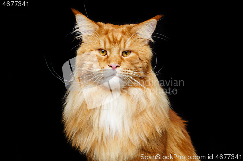 Image of Beautiful maine coon cat