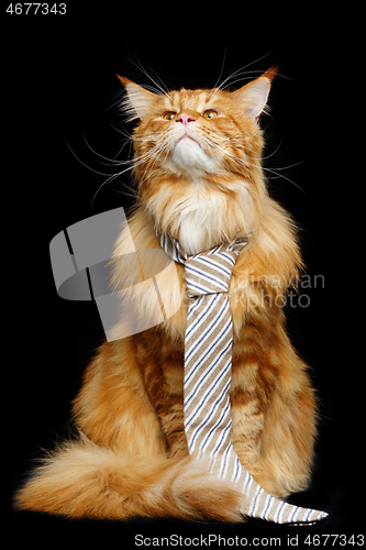 Image of Beautiful maine coon cat with man tie