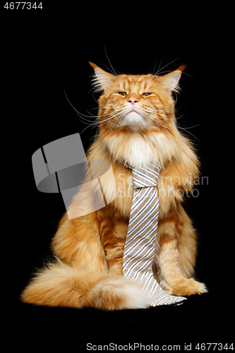 Image of Beautiful maine coon cat with man tie