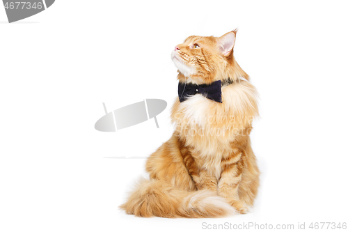 Image of Beautiful maine coon cat with bow tie