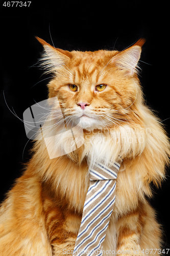 Image of Beautiful maine coon cat with man tie