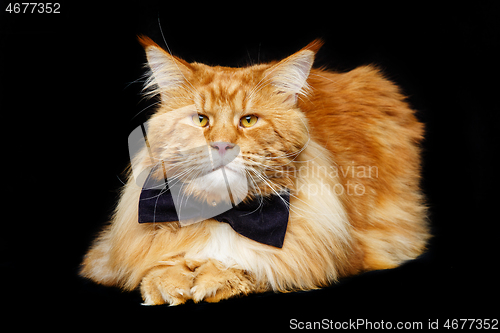 Image of Beautiful maine coon cat with bow tie