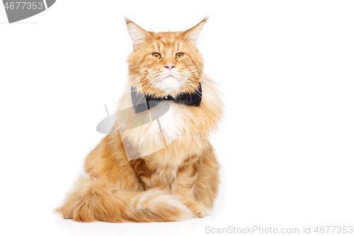 Image of Beautiful maine coon cat with bow tie