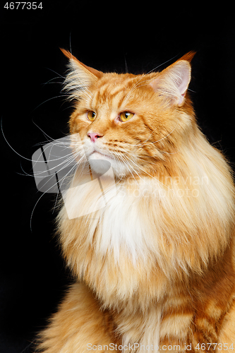 Image of Beautiful maine coon cat