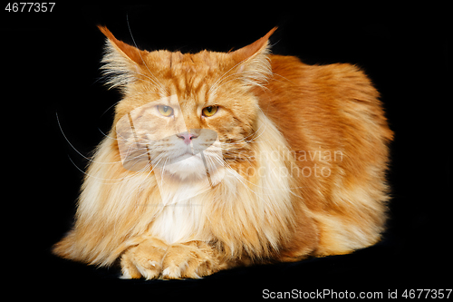 Image of Beautiful maine coon cat