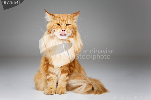 Image of Beautiful maine coon cat