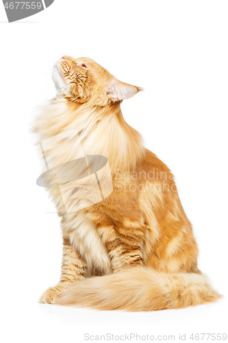 Image of Beautiful maine coon cat