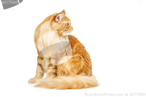 Image of Beautiful maine coon cat