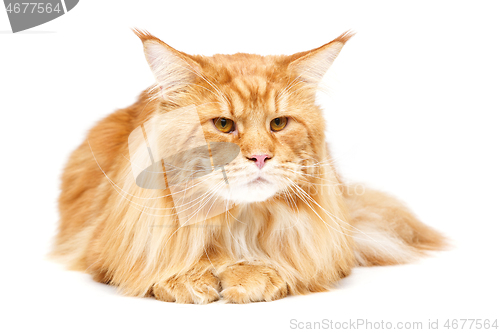 Image of Beautiful maine coon cat