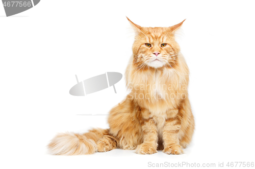 Image of Beautiful maine coon cat