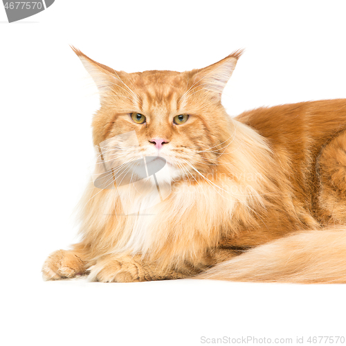 Image of Beautiful maine coon cat