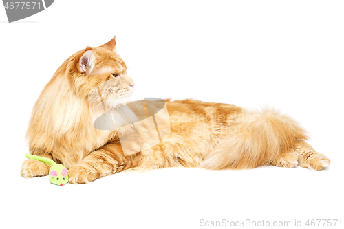 Image of Beautiful maine coon cat