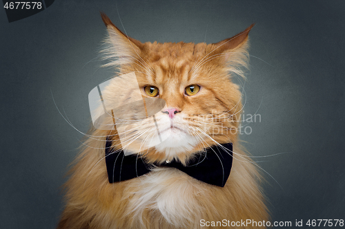 Image of Beautiful maine coon cat with bow tie