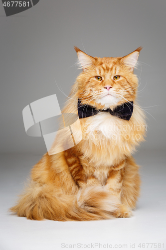 Image of Beautiful maine coon cat with bow tie