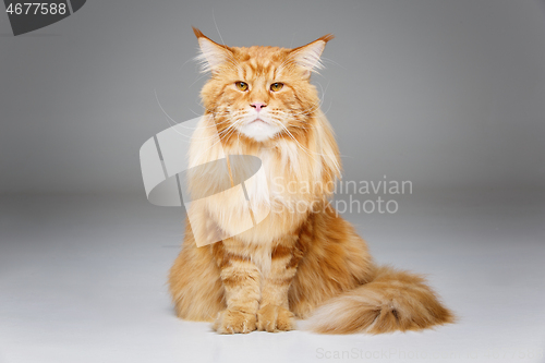 Image of Beautiful maine coon cat