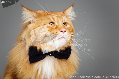 Image of Beautiful maine coon cat with bow tie