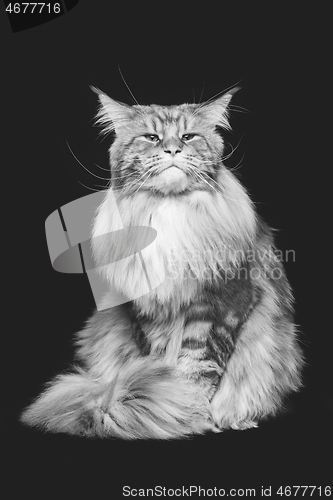 Image of Beautiful maine coon cat