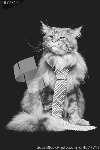 Image of Beautiful maine coon cat with man tie