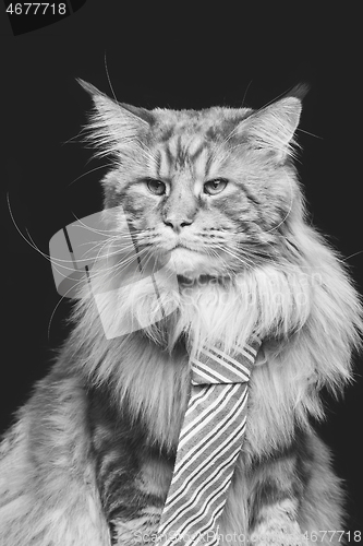 Image of Beautiful maine coon cat with man tie
