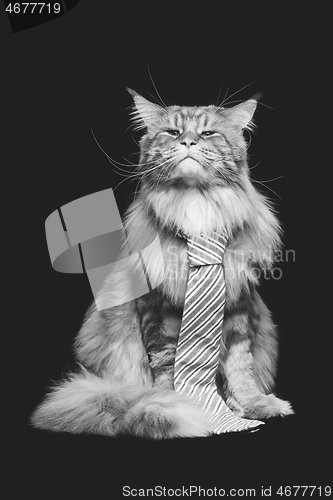 Image of Beautiful maine coon cat with man tie