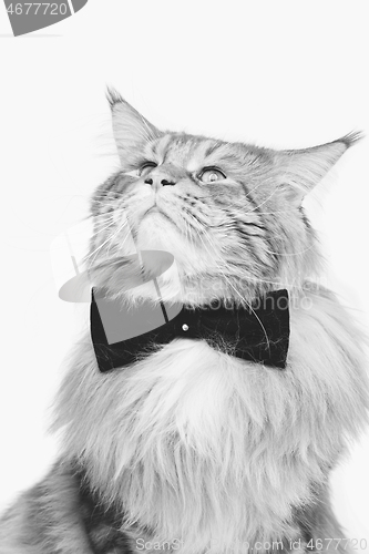 Image of Beautiful maine coon cat with bow tie