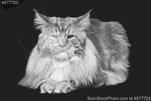 Image of Beautiful maine coon cat