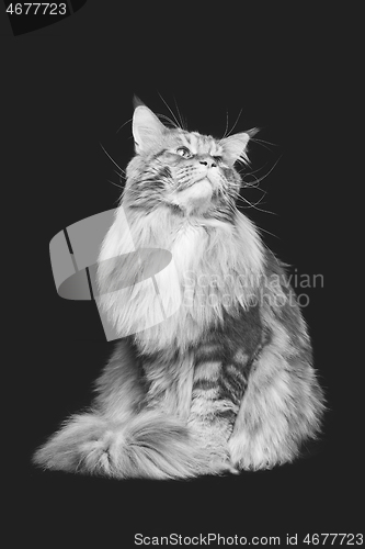 Image of Beautiful maine coon cat