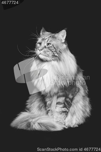 Image of Beautiful maine coon cat