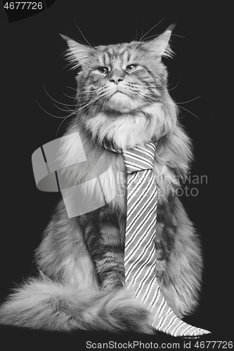 Image of Beautiful maine coon cat with man tie