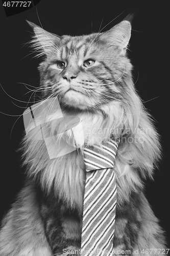 Image of Beautiful maine coon cat with man tie