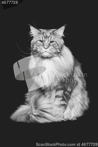 Image of Beautiful maine coon cat