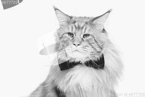 Image of Beautiful maine coon cat with bow tie