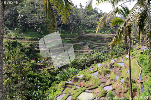 Image of Tegalalang rice terraces in Ubud, Bali