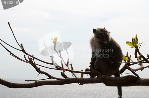 Image of Monkey on tree on summer day