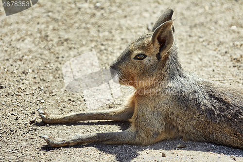 Image of Portrait of Patagonian Mara