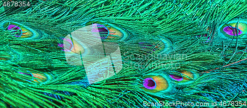 Image of Peacock tail background