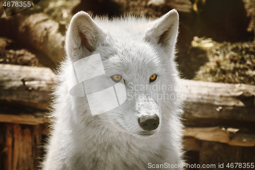 Image of Alaskan Tundra Wolf