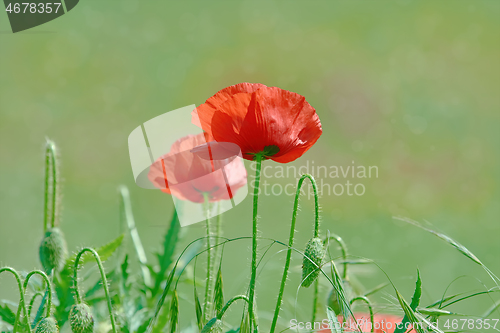 Image of Poppy Flowers in Grass