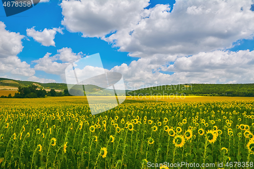 Image of Sunflowers Field in Bulgaria