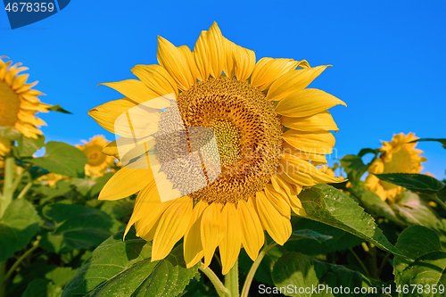 Image of Sunflower on the Background of a Sky