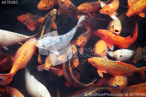 Image of Many koi fish in a pond