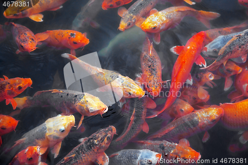 Image of Many koi fish in a pond