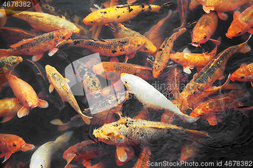 Image of Many koi fish in a pond