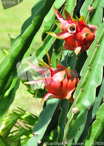 Image of dragon fruits in nature