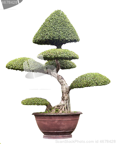 Image of Bonsai tree isolated over white