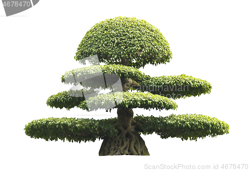 Image of Bonsai tree isolated over white