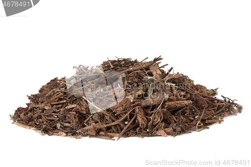 Image of Self Heal Herb Herbal Medicine